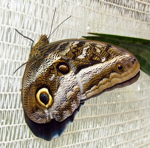 Caligo idomeneus © <a href="//commons.wikimedia.org/wiki/User:Dger" title="User:Dger">D. Gordon E. Robertson</a>