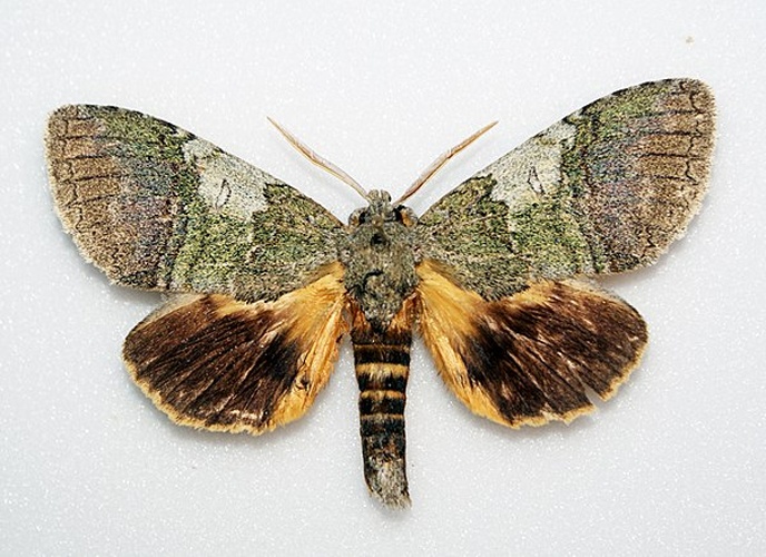 Anurocampa mingens &copy; <a rel="nofollow" class="external text" href="https://www.flickr.com/people/33398884@N03">Ben Sale</a> from UK