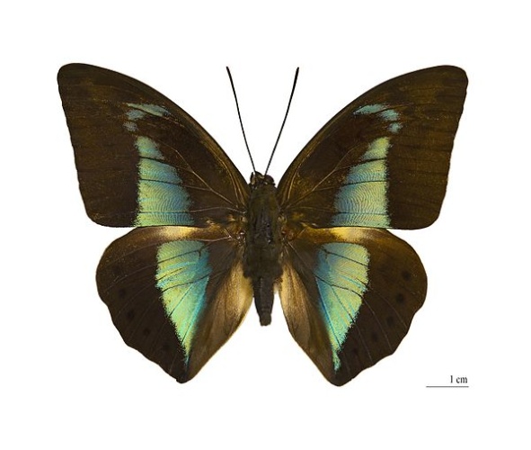 Archaeoprepona licomedes &copy; <a href="//commons.wikimedia.org/wiki/User:Archaeodontosaurus" title="User:Archaeodontosaurus">Didier Descouens</a>