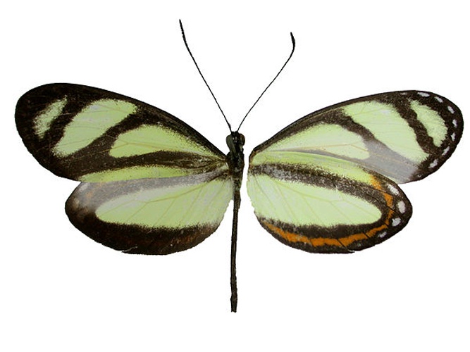 Moschoneura pinthous &copy; <a rel="nofollow" class="external text" href="https://www.flickr.com/people/11014423@N07">Geoff Gallice</a>