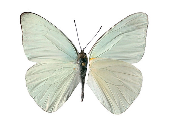 Appias drusilla © <a rel="nofollow" class="external text" href="https://www.flickr.com/people/11014423@N07">Geoff Gallice</a>