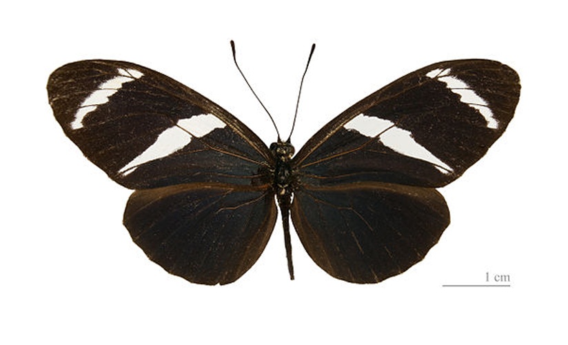 Heliconius antiochus © <div class="fn value">
<a href="//commons.wikimedia.org/wiki/User:Archaeodontosaurus" title="User:Archaeodontosaurus">Didier Descouens</a>
</div>