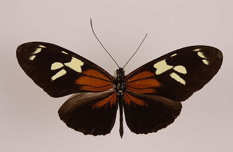 Heliconius burneyi &copy; <a href="//commons.wikimedia.org/wiki/User:Notafly" title="User:Notafly">Notafly</a>