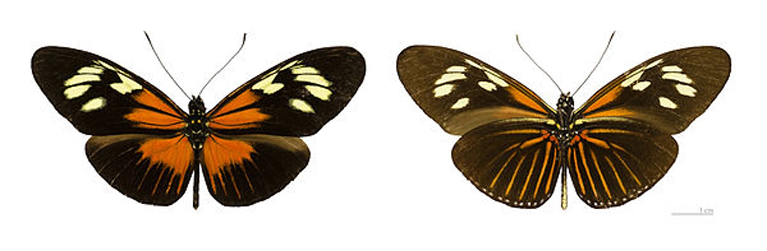 Heliconius demeter © <div class="fn value">
<a href="//commons.wikimedia.org/wiki/User:Archaeodontosaurus" title="User:Archaeodontosaurus">Didier Descouens</a>
</div>