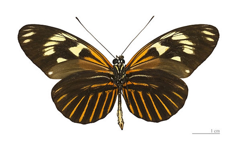 Heliconius elevatus &copy; <div class="fn value">
<a href="//commons.wikimedia.org/wiki/User:Archaeodontosaurus" title="User:Archaeodontosaurus">Didier Descouens</a>
</div>