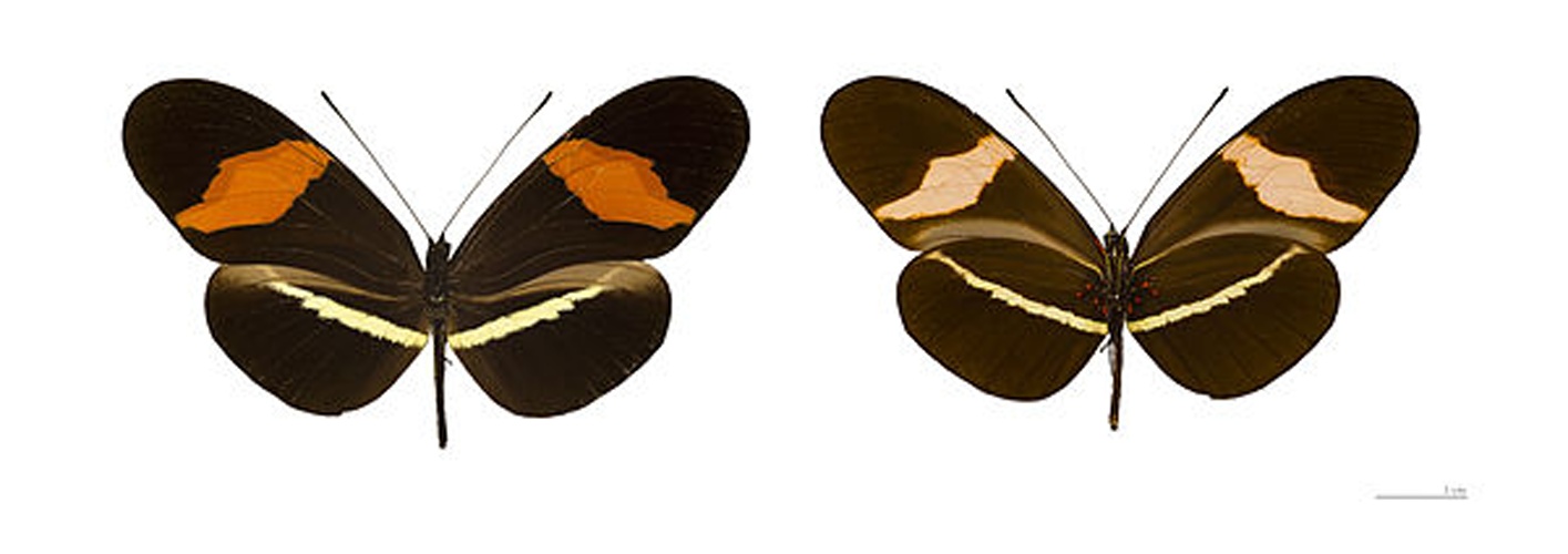 Heliconius erato © <a href="//commons.wikimedia.org/wiki/User:Archaeodontosaurus" title="User:Archaeodontosaurus">Didier Descouens</a>