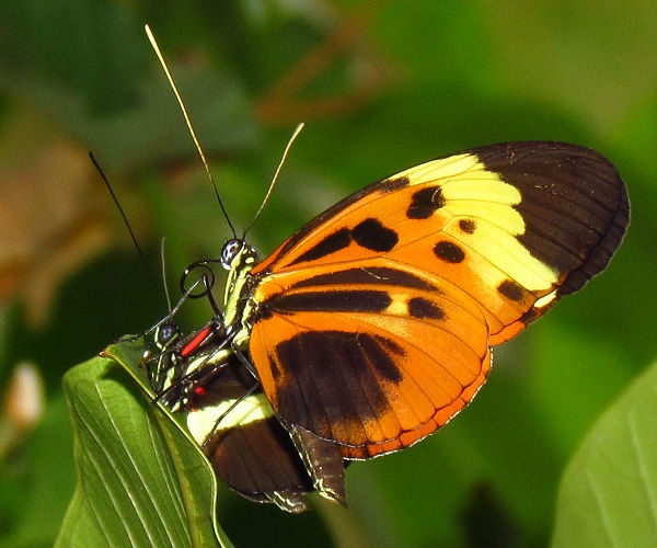 Heliconius numata © <a href="//commons.wikimedia.org/wiki/User:Dger" title="User:Dger">D. Gordon E. Robertson</a>