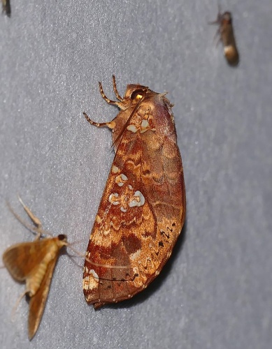 Chliara cresus &copy; <a rel="nofollow" class="external text" href="https://www.flickr.com/people/65695019@N07">Bernard DUPONT</a> from FRANCE