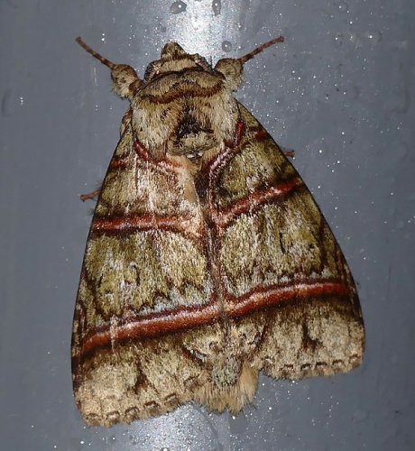 Eragisa antarorum &copy; <a rel="nofollow" class="external text" href="https://www.flickr.com/people/65695019@N07">Bernard DUPONT</a> from FRANCE