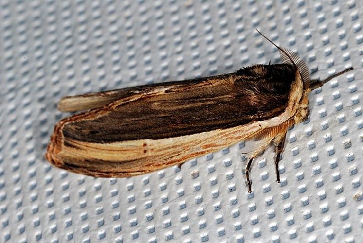 Lirimiris gigantea &copy; <a rel="nofollow" class="external text" href="https://www.flickr.com/people/65695019@N07">Bernard DUPONT</a> from FRANCE