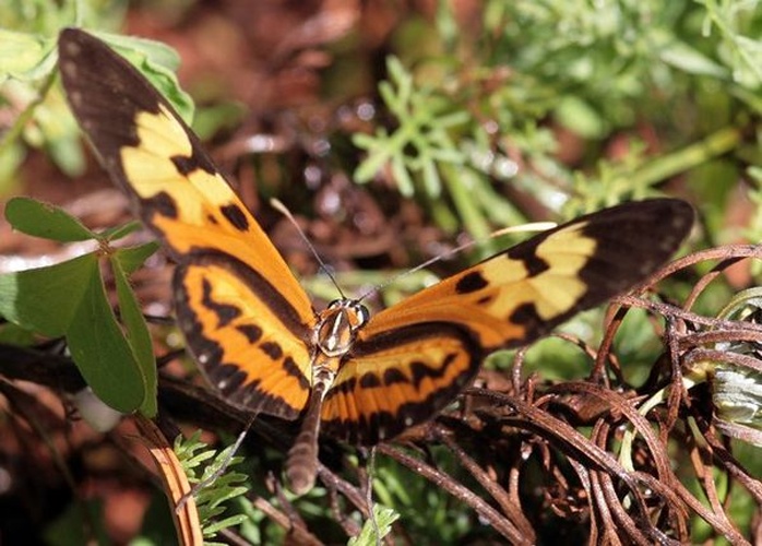 Mechanitis lysimnia © <a rel="nofollow" class="external text" href="https://www.flickr.com/people/96402848@N00">Antonio Machado</a> from Brasília, Brasil