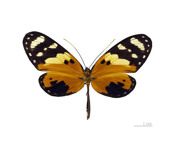 Melinaea ludovica © <a href="//commons.wikimedia.org/wiki/User:Archaeodontosaurus" title="User:Archaeodontosaurus">Didier Descouens</a>