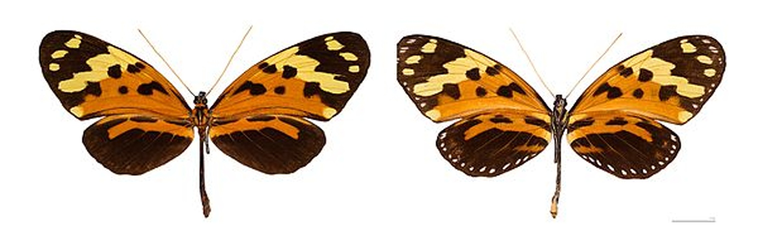 Melinaea mneme © <a href="//commons.wikimedia.org/wiki/User:Archaeodontosaurus" title="User:Archaeodontosaurus">Didier Descouens</a>