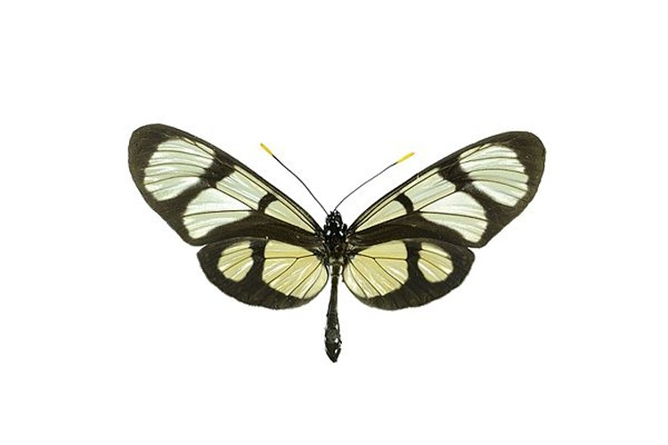 Methona grandior &copy; <a rel="nofollow" class="external text" href="https://www.flickr.com/people/11014423@N07">Geoff Gallice</a> from Gainesville, FL, USA