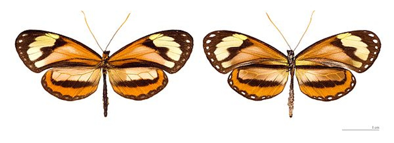 Napeogenes rhezia © <a href="//commons.wikimedia.org/wiki/User:Archaeodontosaurus" title="User:Archaeodontosaurus">Didier Descouens</a>