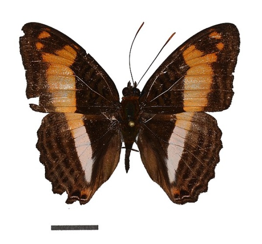 Adelpha attica © <a rel="nofollow" class="external text" href="https://www.flickr.com/people/11014423@N07">Geoff Gallice</a> from Gainesville, FL, USA