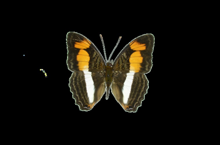 Adelpha melona © <a rel="nofollow" class="external text" href="https://www.flickr.com/people/11014423@N07">Geoff Gallice</a>