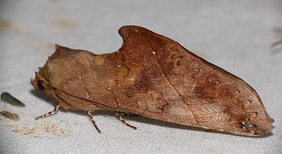 Rhapigia accipiter &copy; <a rel="nofollow" class="external text" href="https://www.flickr.com/people/65695019@N07">Bernard DUPONT</a> from FRANCE