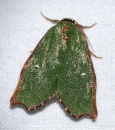 Rosema demorsa &copy; <a rel="nofollow" class="external text" href="https://www.flickr.com/people/65695019@N07">Bernard DUPONT</a> from FRANCE