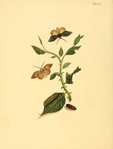 Rosema deolis © <a href="https://en.wikipedia.org/wiki/Sepp_(publisher)" class="extiw" title="en:Sepp (publisher)">Jan Sepp</a>  (1778 - 1853)