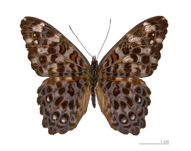 Hamadryas chloe © <a href="//commons.wikimedia.org/wiki/User:Archaeodontosaurus" title="User:Archaeodontosaurus">Didier Descouens</a>