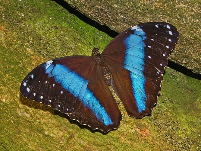 Morpho achilles © <a href="//commons.wikimedia.org/wiki/User:Hectonichus" title="User:Hectonichus">Hectonichus</a>
