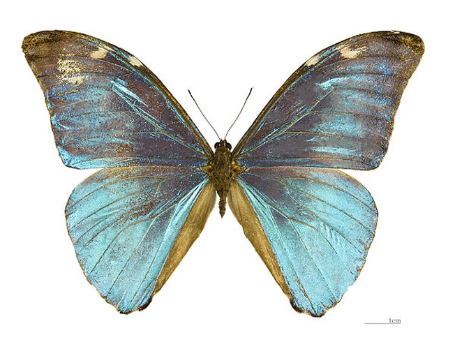 Morpho eugenia © <div class="fn value">
<a href="//commons.wikimedia.org/wiki/User:Archaeodontosaurus" title="User:Archaeodontosaurus">Didier Descouens</a>
</div>