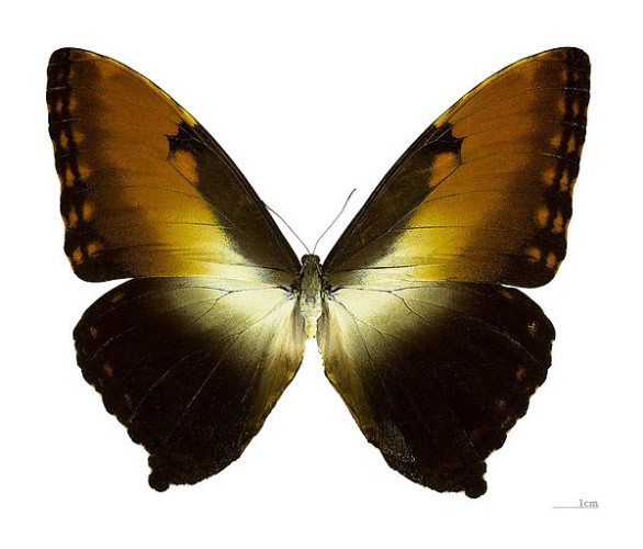 Sunset Morpho © <div class="fn value">
<a href="//commons.wikimedia.org/wiki/User:Archaeodontosaurus" title="User:Archaeodontosaurus">Didier Descouens</a>
</div>