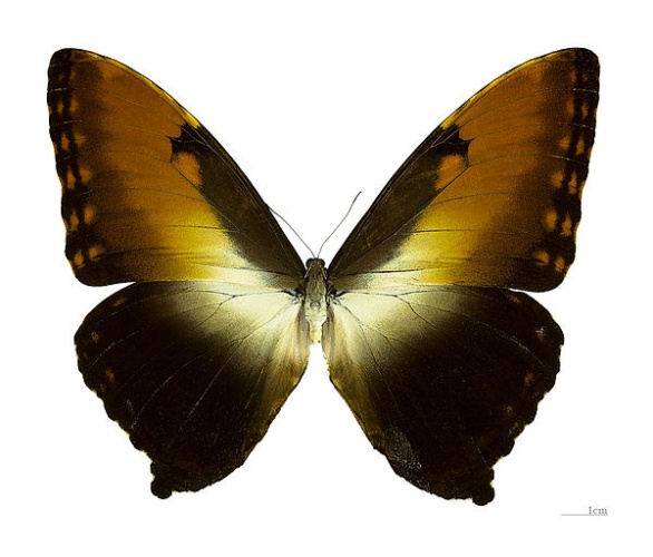 Sunset Morpho &copy; <div class="fn value">
<a href="//commons.wikimedia.org/wiki/User:Archaeodontosaurus" title="User:Archaeodontosaurus">Didier Descouens</a>
</div>
