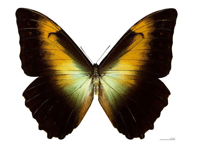 Morpho telemachus &copy; <div class="fn value">
<a href="//commons.wikimedia.org/wiki/User:Archaeodontosaurus" title="User:Archaeodontosaurus">Didier Descouens</a>
</div>