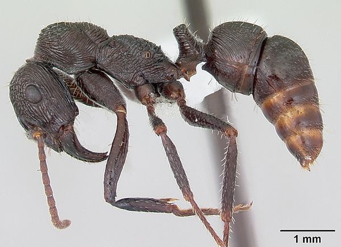 Ectatomma edentatum © April Nobile