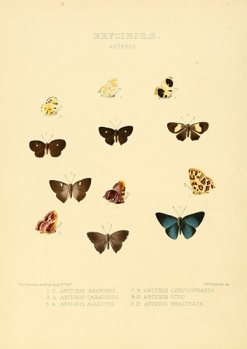 Anteros allectus &copy; <bdi><a href="https://en.wikipedia.org/wiki/en:William_Chapman_Hewitson" class="extiw" title="w:en:William Chapman Hewitson">William Chapman Hewitson</a>
</bdi>