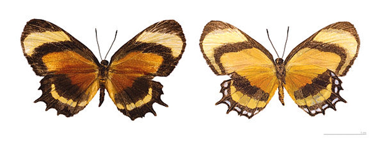 Methone cecilia &copy; <a href="//commons.wikimedia.org/wiki/User:Archaeodontosaurus" title="User:Archaeodontosaurus">Didier Descouens</a>