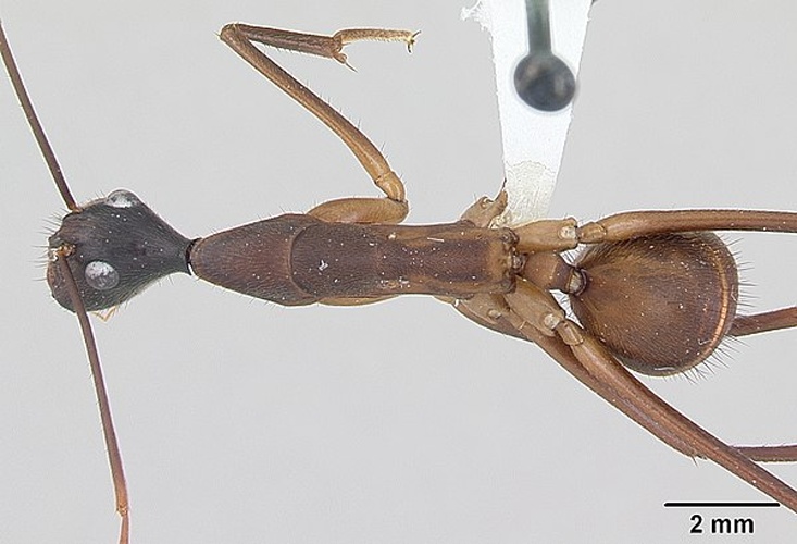 Camponotus ager © April Nobile