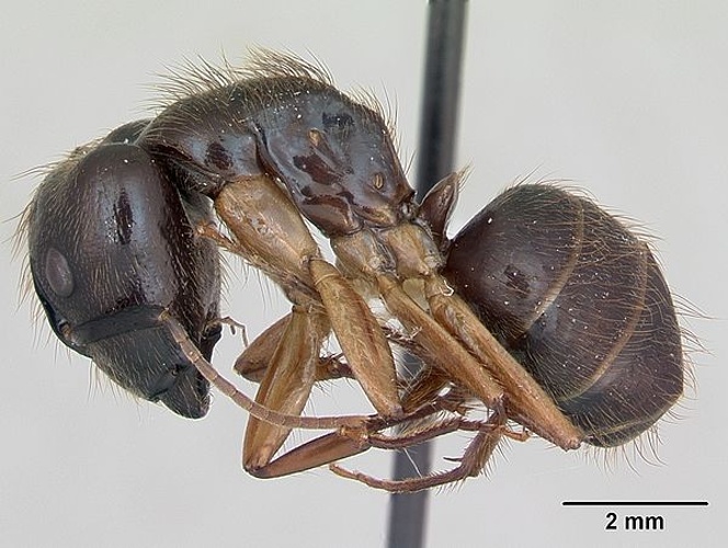 Camponotus atriceps © April Nobile