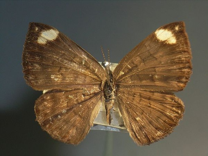 Emesis lucinda © <a href="//commons.wikimedia.org/wiki/User:Notafly" title="User:Notafly">Notafly</a>