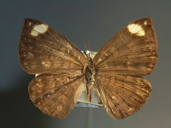 Emesis lucinda &copy; <a href="//commons.wikimedia.org/wiki/User:Notafly" title="User:Notafly">Notafly</a>