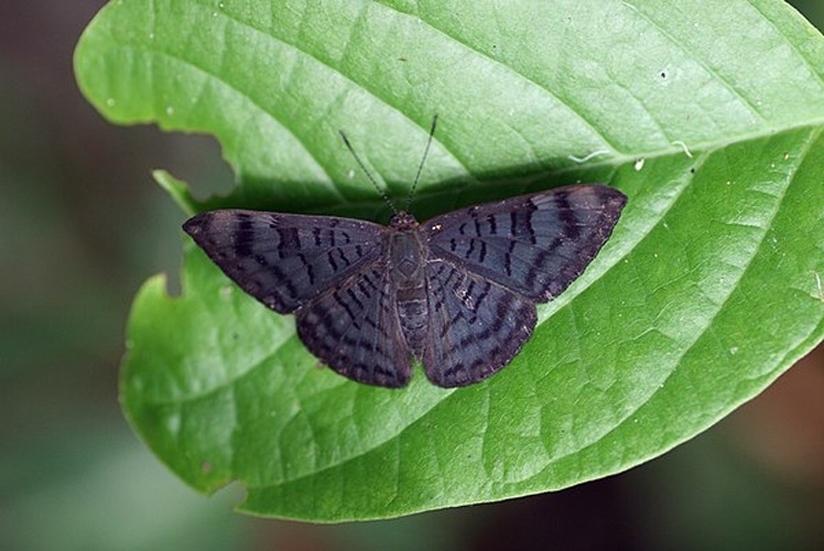 Emesis spreta &copy; <a rel="nofollow" class="external text" href="https://www.flickr.com/people/30628571@N04">yakovlev.alexey</a> from Moscow, Russia