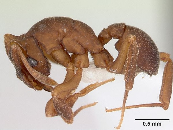 Cyphomyrmex laevigatus © April Nobile
