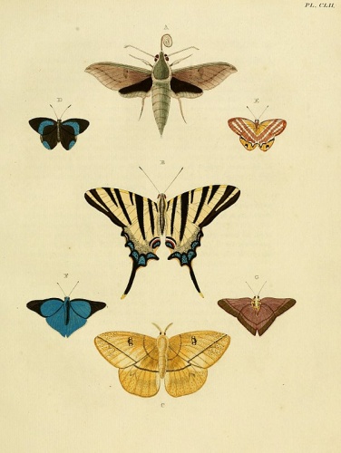 Euselasia euriteus &copy; <a href="https://en.wikipedia.org/wiki/Pieter_Cramer" class="extiw" title="en:Pieter Cramer">Pieter Cramer</a> (1721 - 1776) and <a href="https://en.wikipedia.org/wiki/Caspar_Stoll" class="extiw" title="en:Caspar Stoll">Caspar Stoll</a> (between  1725 and 1730 - 1791)