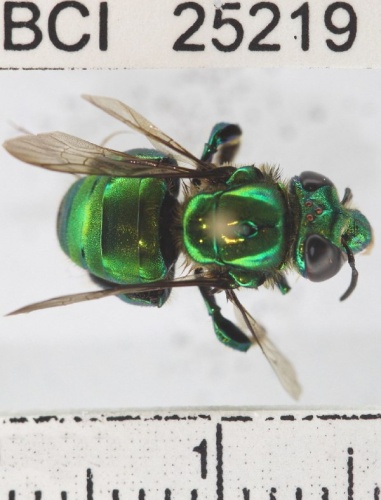 Euglossa allosticta © Yves Basset, Smithsonian Tropical Research Institute