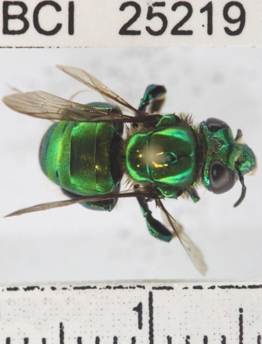 Euglossa allosticta &copy; Yves Basset, Smithsonian Tropical Research Institute