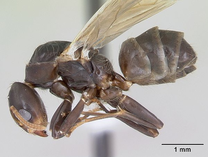 Azteca alfari &copy; April Nobile