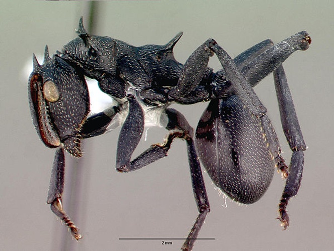 Cephalotes atratus © 