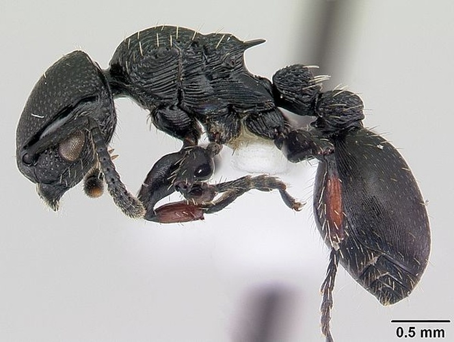 Procryptocerus hylaeus &copy; April Nobile