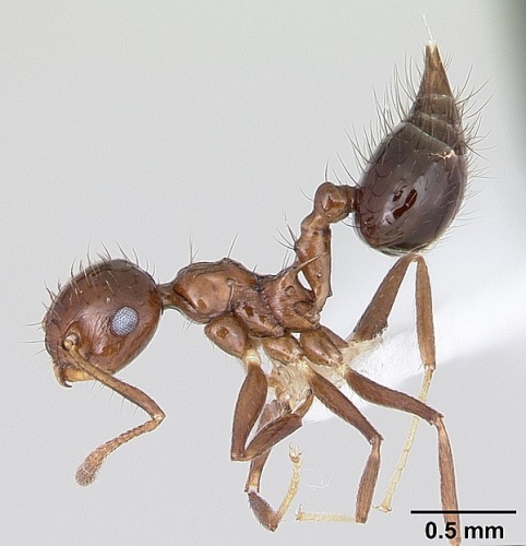 Crematogaster nigropilosa © April Nobile