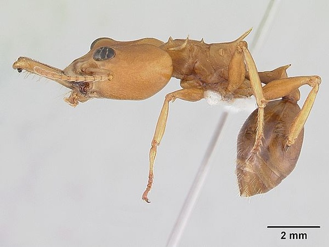 Daceton armigerum &copy; April Nobile