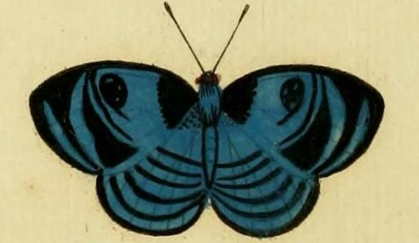 Semomesia capanea &copy; <dl><dd>
<a href="https://en.wikipedia.org/wiki/Pieter_Cramer" class="extiw" title="en:Pieter Cramer">Pieter Cramer</a> (1721 - 1776) and <a href="https://en.wikipedia.org/wiki/Caspar_Stoll" class="extiw" title="en:Caspar Stoll">Caspar Stoll</a> (between  1725 and 1730 - 1791)</dd></dl>