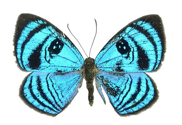 Semomesia croesus &copy; <a rel="nofollow" class="external text" href="https://www.flickr.com/people/11014423@N07">Geoff Gallice</a>