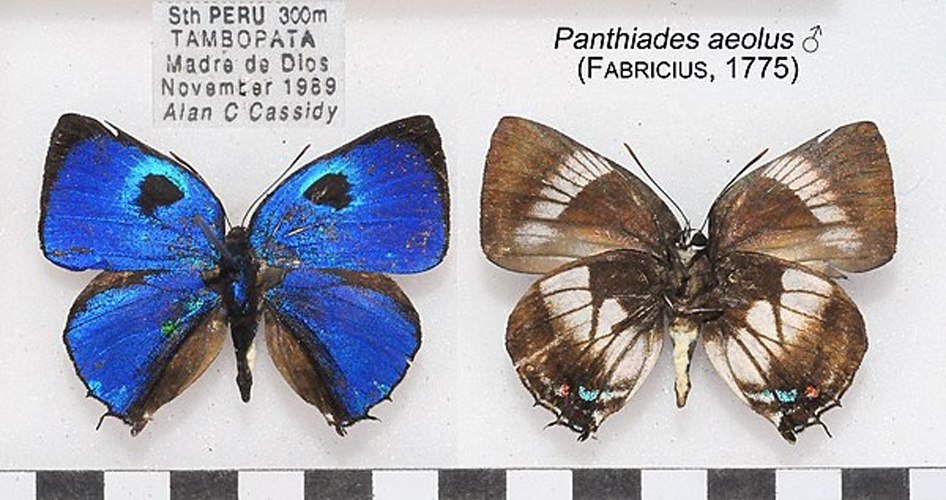 Panthiades aeolus &copy; <a href="//commons.wikimedia.org/wiki/User:Accassidy" title="User:Accassidy">Accassidy</a>